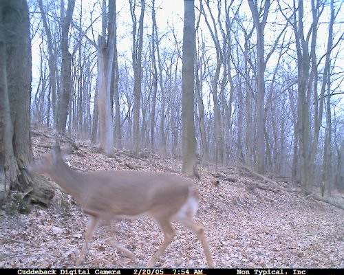 Cuddeback deer picture.